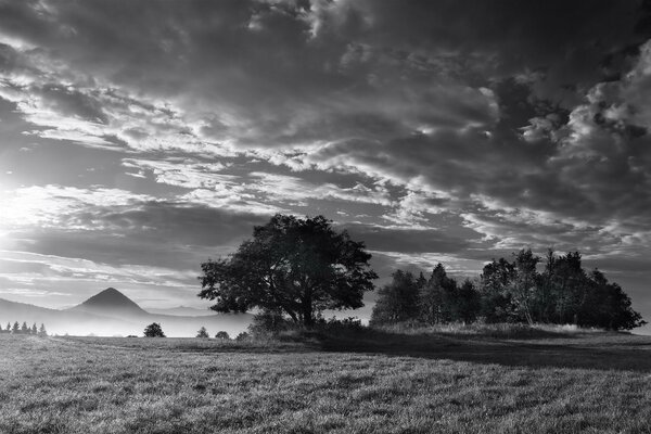 Czarno-białe zdjęcie drzewa we mgle
