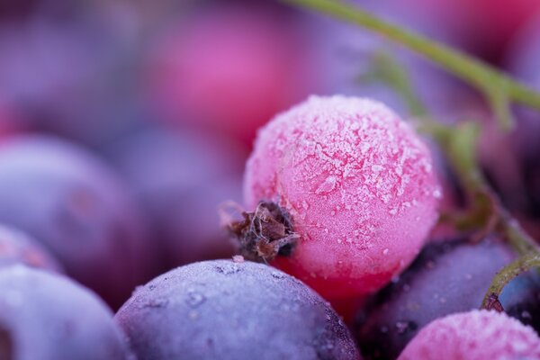 Bacche rosa con Inia