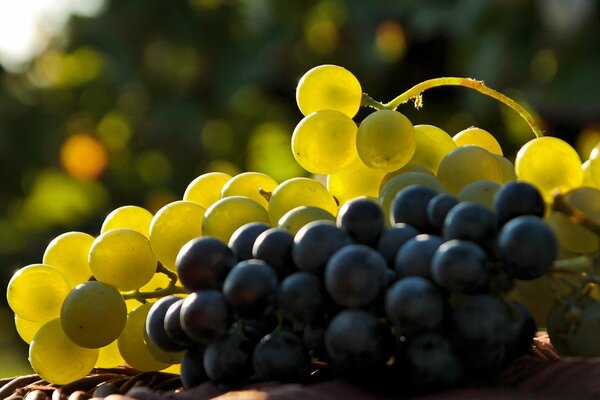 Weiße und schwarze Trauben bereiten sich darauf vor, Wein zu werden