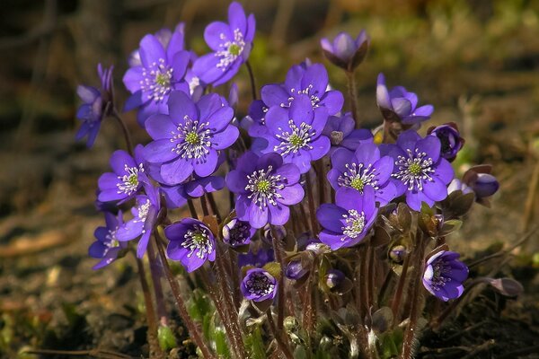 Frühlingsnatur, ein Busch von schönen Veilchenblumen