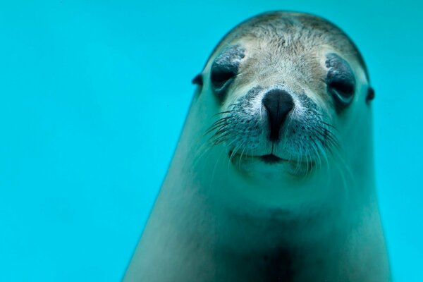 Seal on a blue background close-up