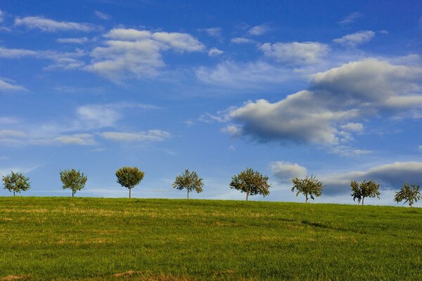 Clouds float over the green lawn