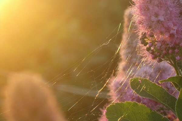 Rosa Blume mit Spinnennetz bei Sonnenuntergang