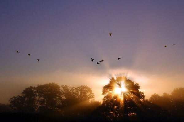 Coucher de soleil d oiseau pour l idée et la réflexion