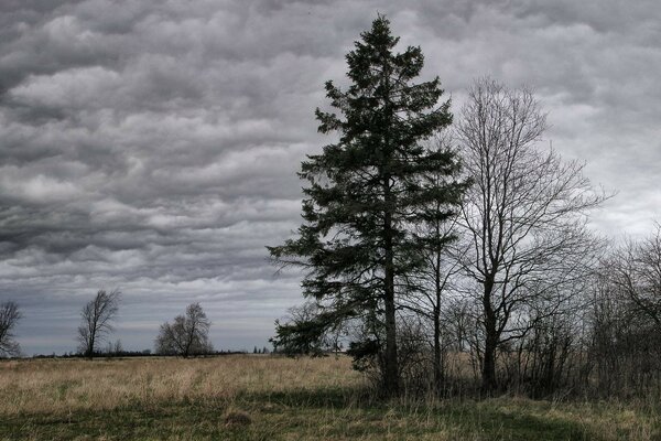 Baum auf dem Hintergrund der grauen Wolken