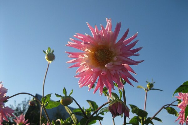 Dahlia rose éponge sur fond de ciel dégagé