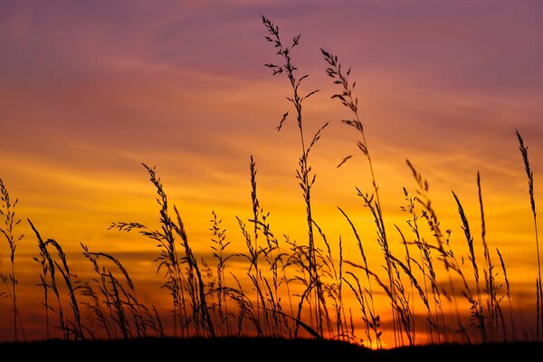 Hermosa puesta de sol en el campo