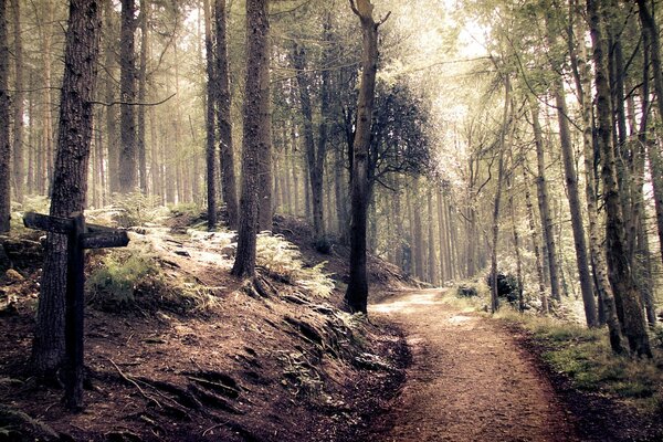 Pointeur sur l ancienne route forestière