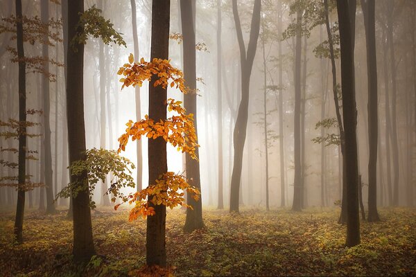 Nebbia ipnotizzante nella foresta autunnale