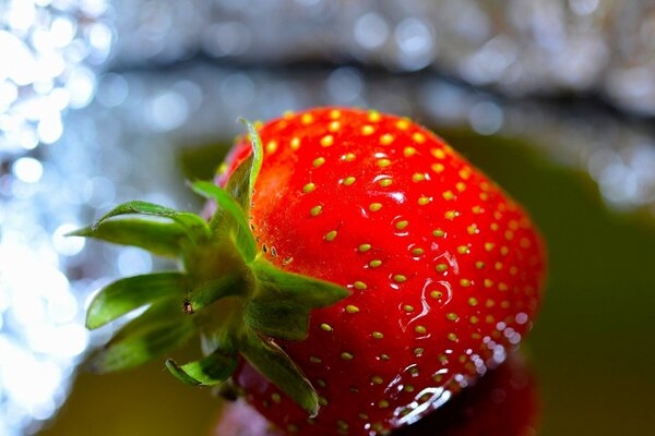 Bright red juicy lonely strawberries