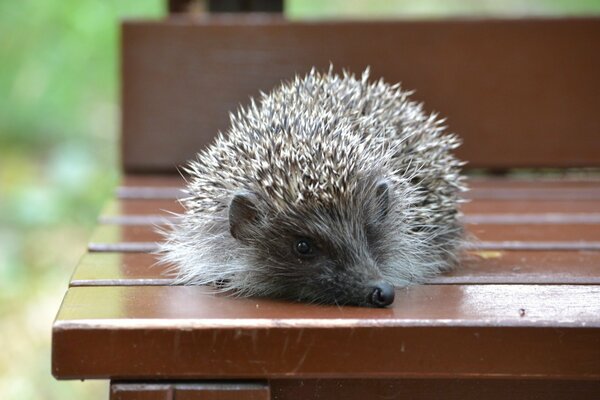 Hérisson mignon se trouve sur le banc