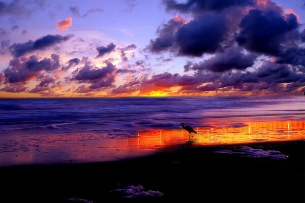 Stork at sunset stands on the seashore