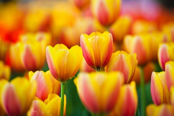 Campo de tulipanes rojos y amarillos