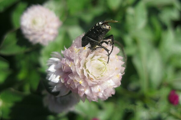 Ein Käfer, der in einem Blumenpommon vergraben ist