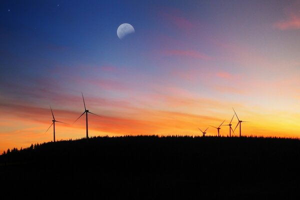 Evening landscape of chickenpox in the field