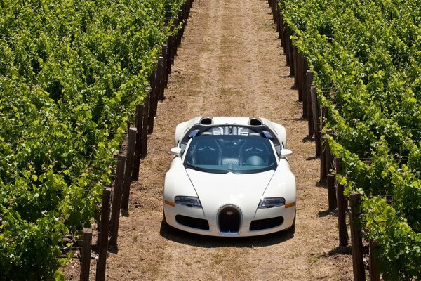 White car, car, foreign car, grape plantation