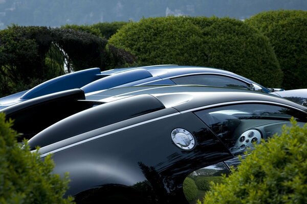 Cofano auto nero in cespugli, spazi verdi e Bugatti