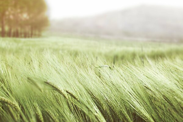 A green field of wheat sways in the wind