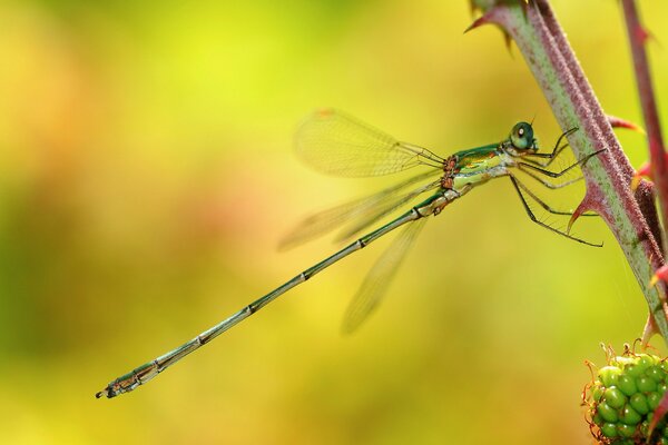 Libellule sur une branche sur un fond de fleurs jaunes