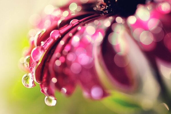 Macro drops on the petals of a pink flower