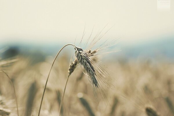 A clear photo of a spikelet in the field