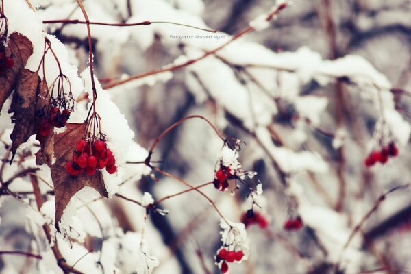 Viburnum twigs covered with ice