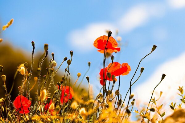 Rote Mohnblumen auf dem Hintergrund des klaren Sommerhimmels