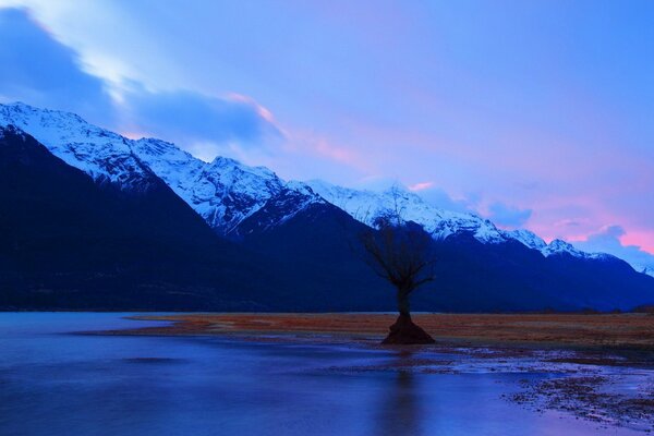 A lonely tree on the shore of a mountain lake
