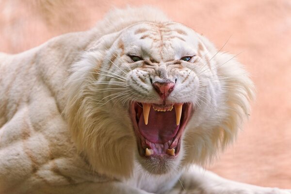Straszny uśmiech białego tygrysa z kłami