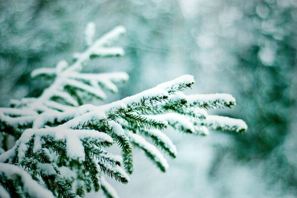 A snow-covered Christmas tree in the winter forest