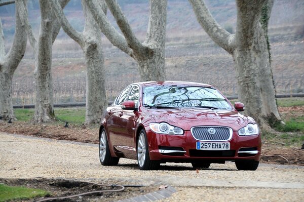 Picture of a burgundy jaguar car