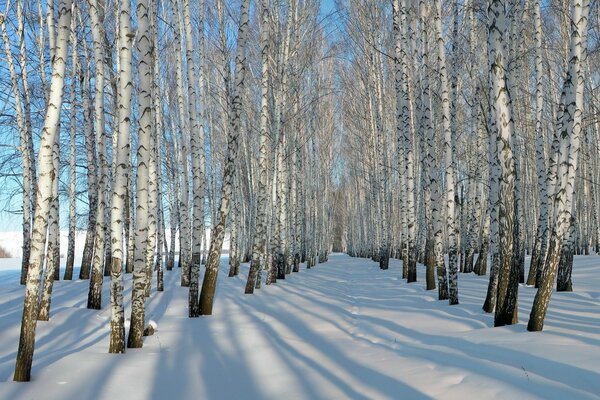 Hiver. Neige de bouleau aigu