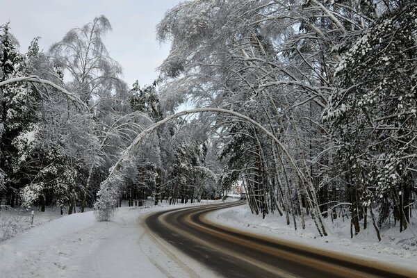 Strada invernale sullo sfondo della foresta