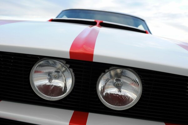 Mustang looks into your eyes