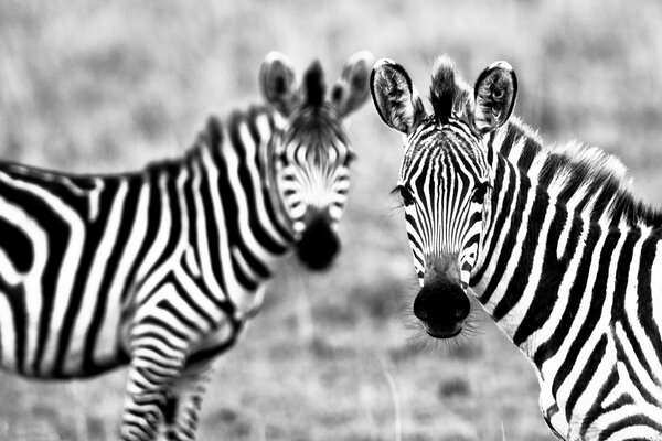 Deux zèbres. photo noir et blanc