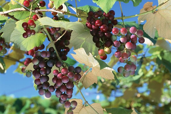 Rote Trauben hängen in Trauben