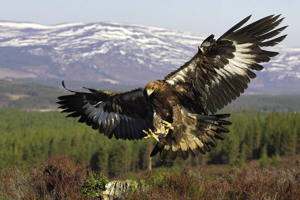 Golden eagle in flight in the mountains