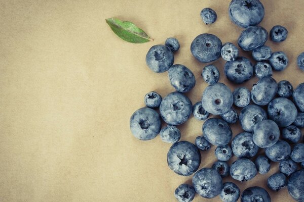 Côté bleuets sur fond clair minimalisme