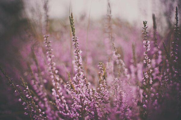 Il tè ivan è buono come un fiore come il tè