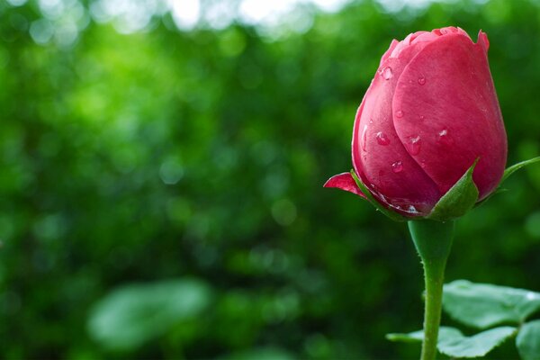 Tautropfen auf der Rosenknospe