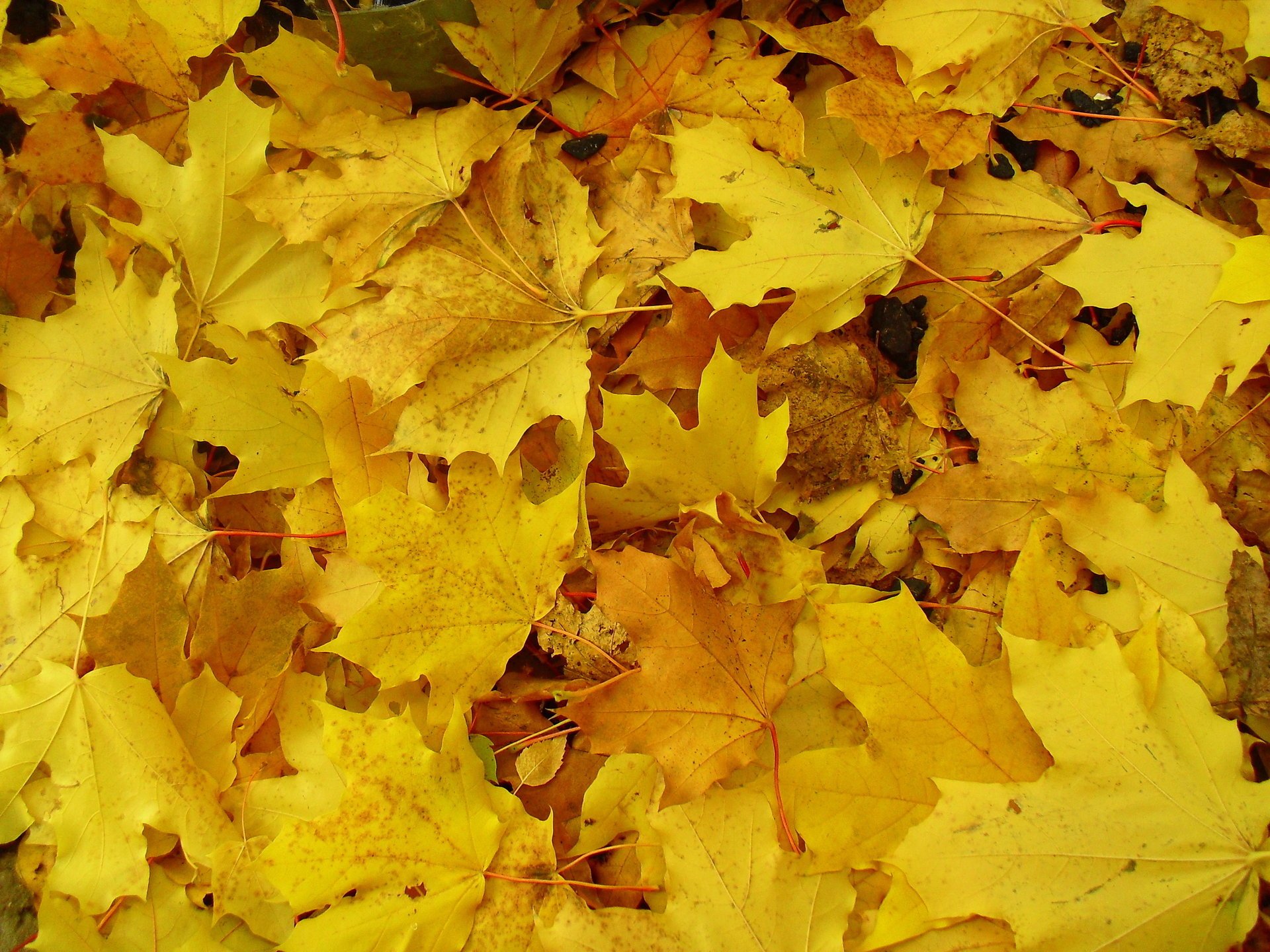 erde makro herbst gelb blätter