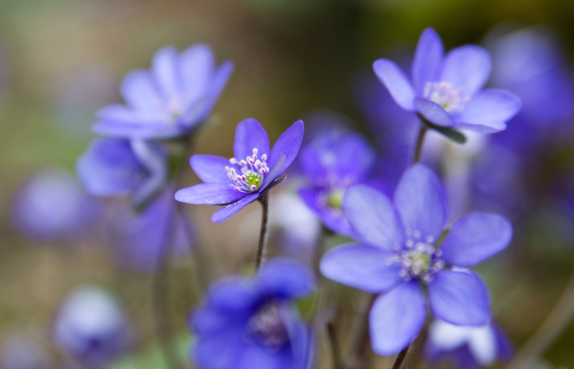 pereleska pereleska blau blütenblätter makro