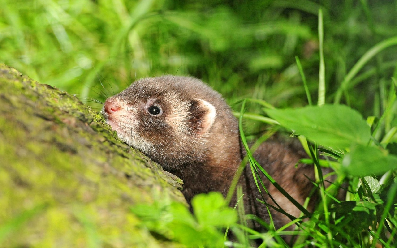 animal furet herbe