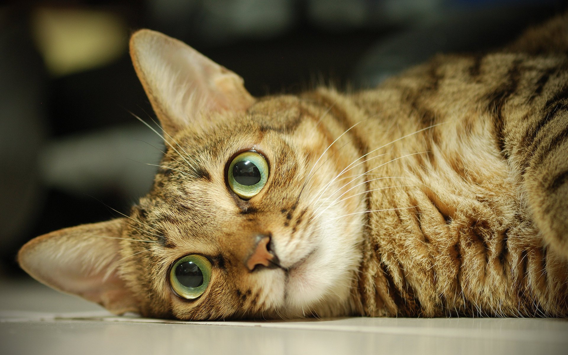 augen makro gesicht wolle katze