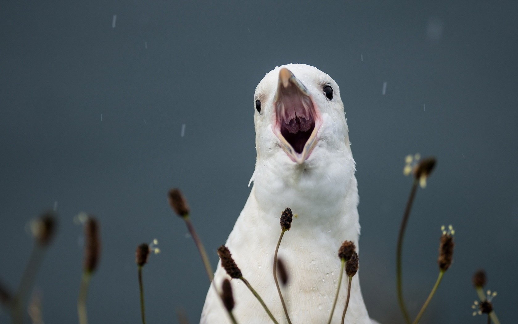 oiseau cri fond