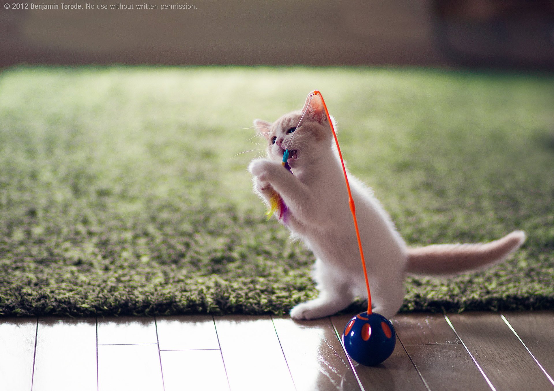 toy fun kitty