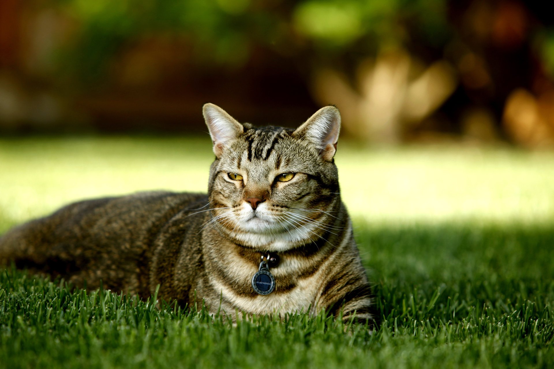 le chat une espèce de tortue britannique