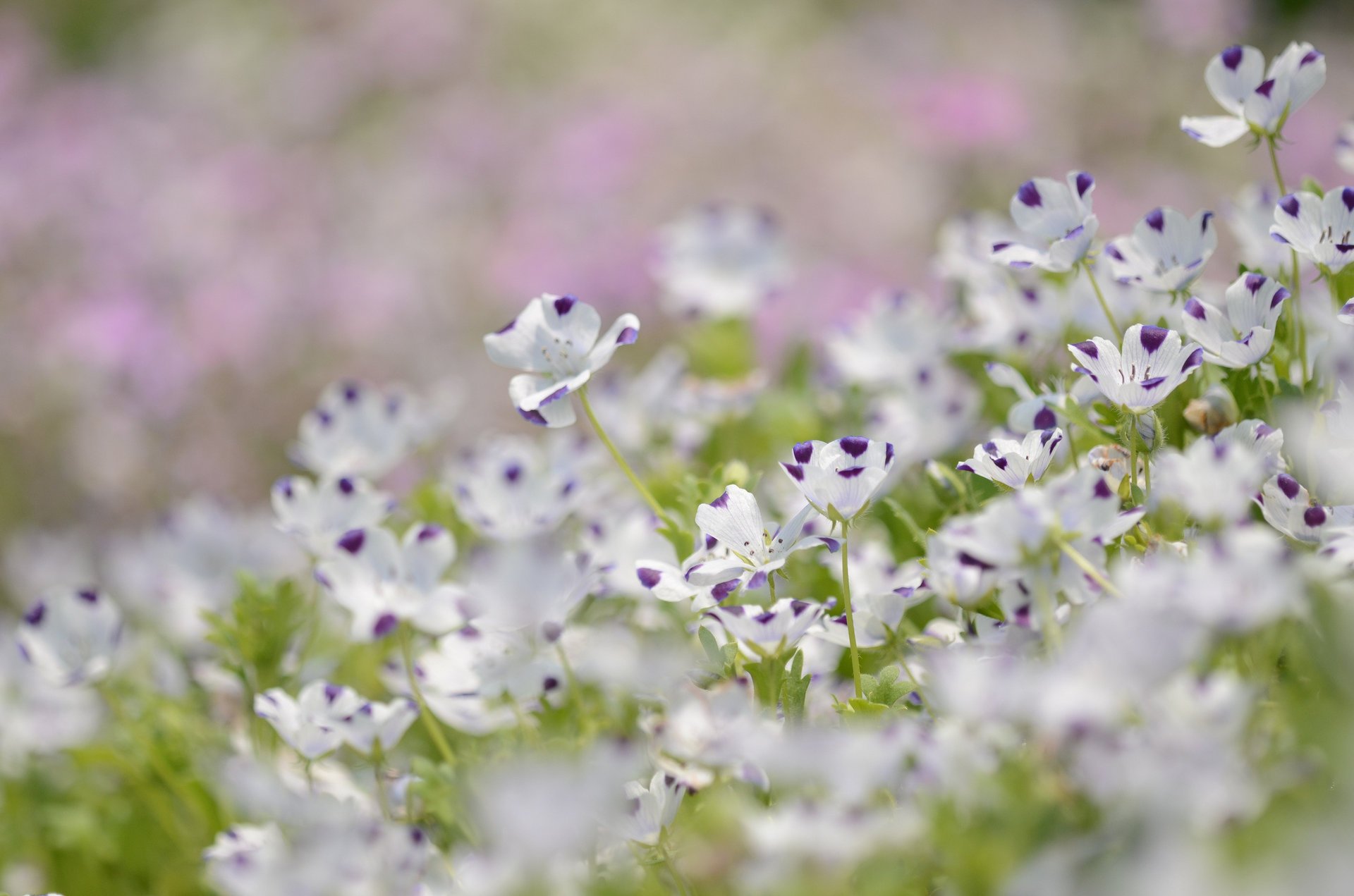 flowers len white purple petals blur