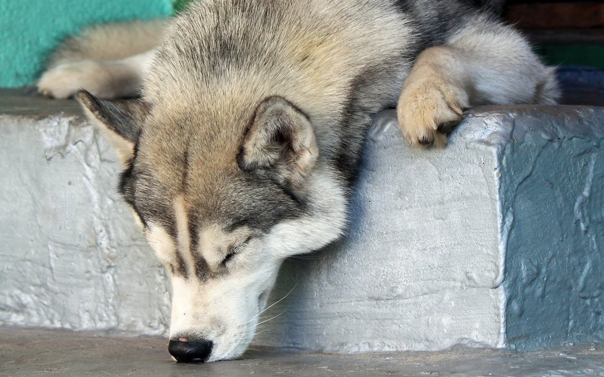 chien repos ami