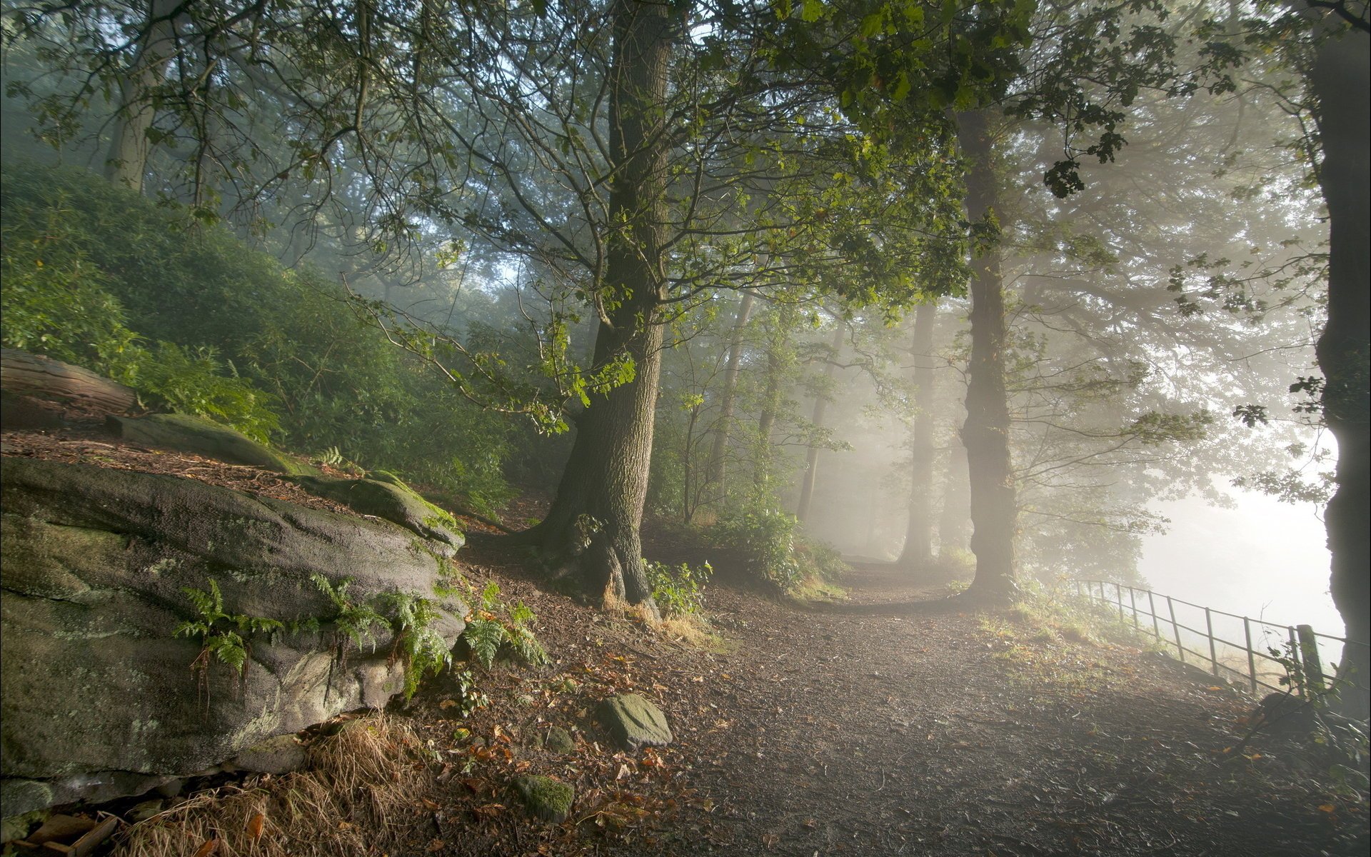 road nature forest light